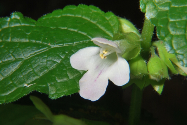 Melittis melissophyllum